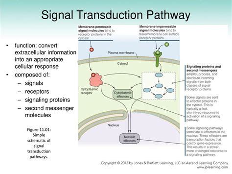 Tracing Signal Pathways